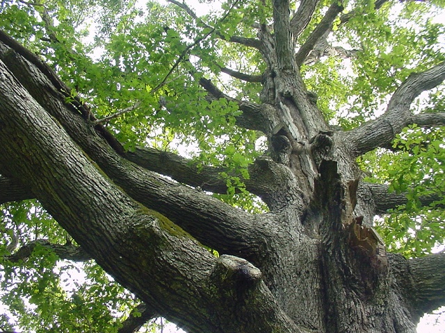 Oak Tree From Tuck Everlasting (Movie) At Susquehanna SP